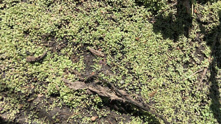 Horseweed seedlings